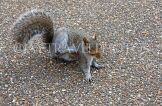 UK, LONDON, Regent's Park, Squirrel, UK14196JPL