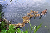UK, LONDON, Regents Park, Canada Geese and goslings, in lake, UK7224JPL
