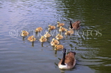 UK, LONDON, Regents Park, Canada Geese and goslings, in lake, UK7225JPL