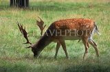 UK, LONDON, Richmond, Fallow Deer grazing, at Richmond Park, UK11073JPL