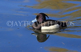 UK, LONDON, St James's Park, Blue Tufted Duck, UK24043JPL