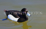 UK, LONDON, St James's Park, Blue Tufted Duck, UK2874JPL