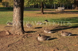 UK, LONDON, St James's Park, Greylag Geese resting, UK12070JPL