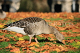 UK, LONDON, St James's Park, Greylag Goose, autumn, UK12492JPL