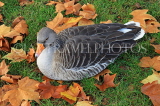 UK, LONDON, St James's Park, Greylag Goose, autumn, UK12495JPL