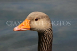 UK, LONDON, St James's Park, Greylag Goose, closeup, UK20956JPL