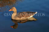 UK, LONDON, St James's Park, Greylag Goose, in lake, UK13508JPL