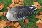 UK, LONDON, St James's Park, Greylag Goose resting, autumn, UK12496JPL