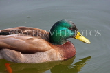UK, LONDON, St James's Park, Mallard Duck, swimming in the lake, UK2851JPL