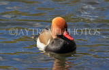 UK, LONDON, St James's Park, Red Crested Pochard Duck, UK24049JPL