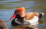 UK, LONDON, St James's Park, Red Crested Pochard Duck swimming, UK2900JPL