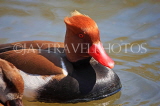 UK, LONDON, St James's Park, Red Crested Pochard Duck swimming, UK2902JPL