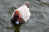 UK, LONDON, St James's Park, Red Head Duck swimming, UK2877JPL