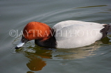 UK, LONDON, St James's Park, Red Head Duck swimming, UK2879JPL