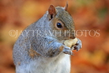 UK, LONDON, St James's Park, Squirrel munching peanut, autumn, UK12478JPL