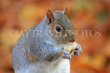 UK, LONDON, St James's Park, Squirrel munching peanut, autumn, UK12479JPL