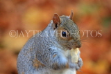 UK, LONDON, St James's Park, Squirrel munching peanut, autumn, UK12480JPL