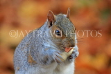 UK, LONDON, St James's Park, Squirrel munching peanut, autumn, UK12481JPL