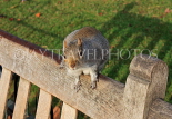 UK, LONDON, St James's Park, Squirrel on park bench, autumn, UK12474JPL