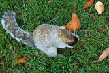UK, LONDON, St James's Park, Squirrel with chesnut, autumn, UK12475JPL