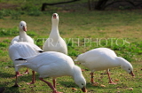 UK, LONDON, St James's Park, White Geese, UK2921JPL