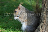 UK, LONDON, St James's Park, grey squirrel, UK24033JPL