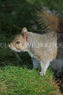 UK, LONDON, St James's Park, grey squirrel, UK24034JPL