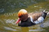 UK, LONDON, St James's Park, lake, Red Crested Pochard Duck swimming, UK3559JPL