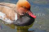 UK, LONDON, St James's Park, lake, Red Crested Pochard Duck swimming, UK3560JPL