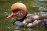 UK, LONDON, St James's Park, lake, Red Crested Pochard Duck swimming, UK3561JPL