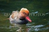UK, LONDON, St James's Park, lake, Red Crested Pochard Duck swimming, UK3562JPL