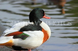 UK, LONDON, St James's Park, lake scene, red billed duck, UK26037JPL