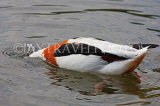 UK, LONDON, St James's Park, lake scene, red billed duck searching for food, UK3604JPL