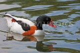 UK, LONDON, St James's Park, lake scene, red billed duck swimming, UK3601JPL