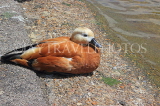 UK, LONDON, St James's Park, lakeside, Brahminy Duck resting, UK19853JPL