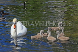 UK, LONDON, St James's Park, lakeside, Swan with her cygnets, chicks, UK19887JPL