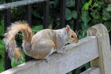 UK, LONDON, Twickenham, York House, gardens, grey squirrel, UK30176JPL