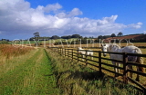 UK, Northumberland, Denwick, farm, fence and horses, UK5869JPL