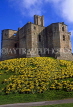 UK, Northumberland, WARKWORTH CASTLE and Daffodils, UK5671JPL