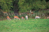 UK, Oxfordshire, OXFORD, Magdalen College, The Grove, Deer Park, UK13011JPL