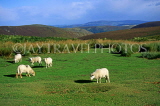 UK, Shropshire, LONG MYND landscape, sheep grazing, UK4181JPL