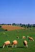 UK, Somerset, Broomfield, fields and sheep grazing, UK5811JPL