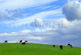 UK, Somerset, PORLOCK, countryside, cattle grazing, UK5193JPL