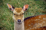 UK, Somerset, farm, young roe deer, UK5855JPL