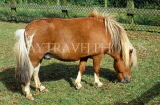 UK, Somerset, miniature horse, in farmyard, UK5852JPL