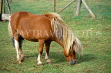 UK, Somerset, miniature horse, in farmyard, UK5853JPL