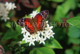 UK, Warwickshire, STRATFORD-UPON-AVON, Butterfly House, Coolie Butterfly, UK7153JPL