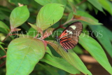 UK, Warwickshire, STRATFORD-UPON-AVON, Butterfly House, Doris Longwing butterfly, UK25663JPL