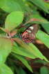 UK, Warwickshire, STRATFORD-UPON-AVON, Butterfly House, Doris Longwing butterfly, UK25671JPL