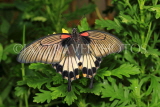 UK, Warwickshire, STRATFORD-UPON-AVON, Butterfly House, Great Mormon butterfly, UK25667JPL